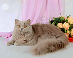 Кошки в Мурином: Британская кошечка лилового окраса Девочка, 28 000 руб. - фото 4