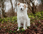 Собаки в Санкт-Петербурге: Кьяра ищет дом Девочка, Бесплатно - фото 7