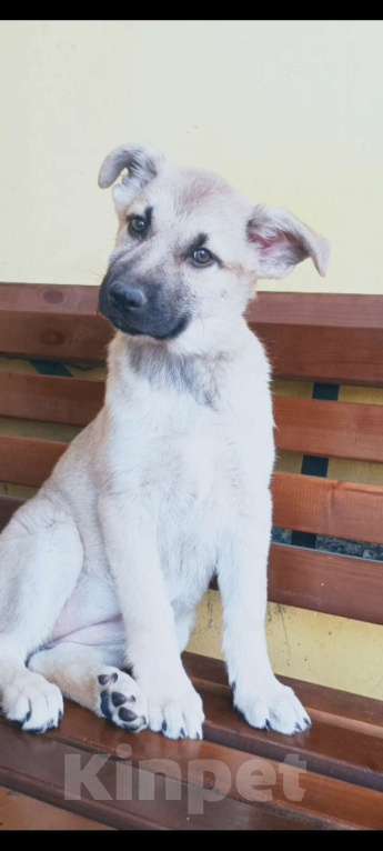 Собаки в Можайске: Щенок ищет семью Девочка, Бесплатно - фото 2