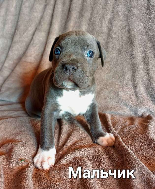 Собаки в Самаре: Мощные щенки амстаффа Девочка, 80 000 руб. - фото 6