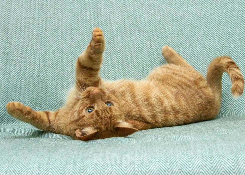 Кошки в Москве: Рыжая кошечка в добрые руки Девочка, Бесплатно - фото 3