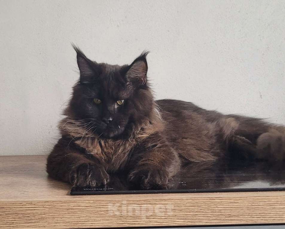 Кошки в Москве: Котенок мейн-кун  Мальчик, 45 000 руб. - фото 7