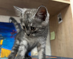 Кошки в других городах Дагестана: Котята в добрые руки Мальчик, Бесплатно - фото 1