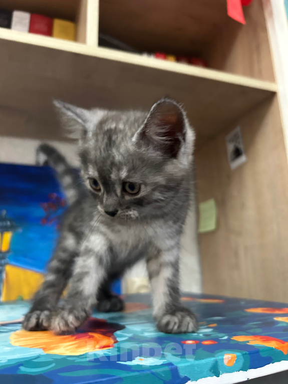 Кошки в других городах Дагестана: Котята в добрые руки Мальчик, Бесплатно - фото 1