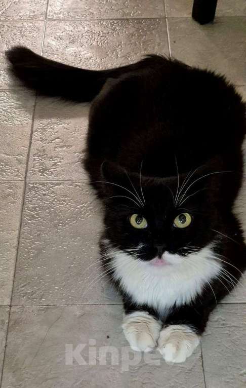 Кошки в Люберцах: Нимфе отчаянно нужен любящий человек Девочка, Бесплатно - фото 4