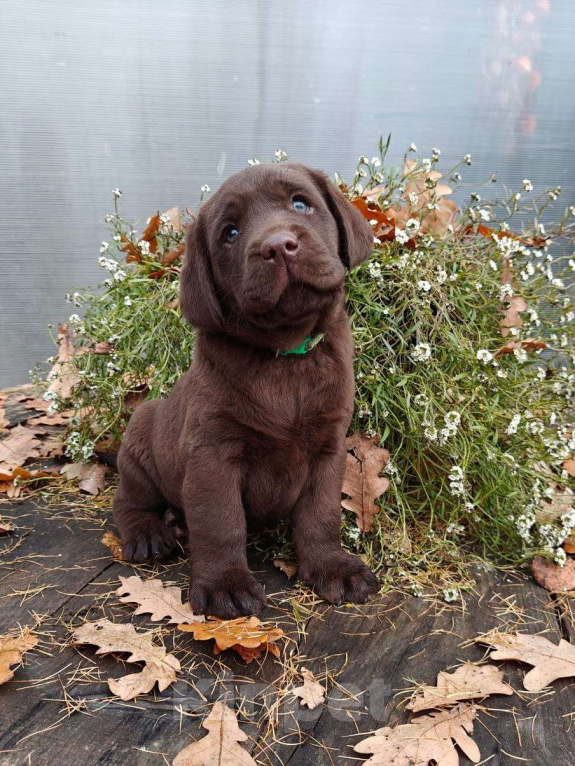 Собаки в Санкт-Петербурге: Эффектные шоколадные щенки лабрадора ретривера Мальчик, Бесплатно - фото 3