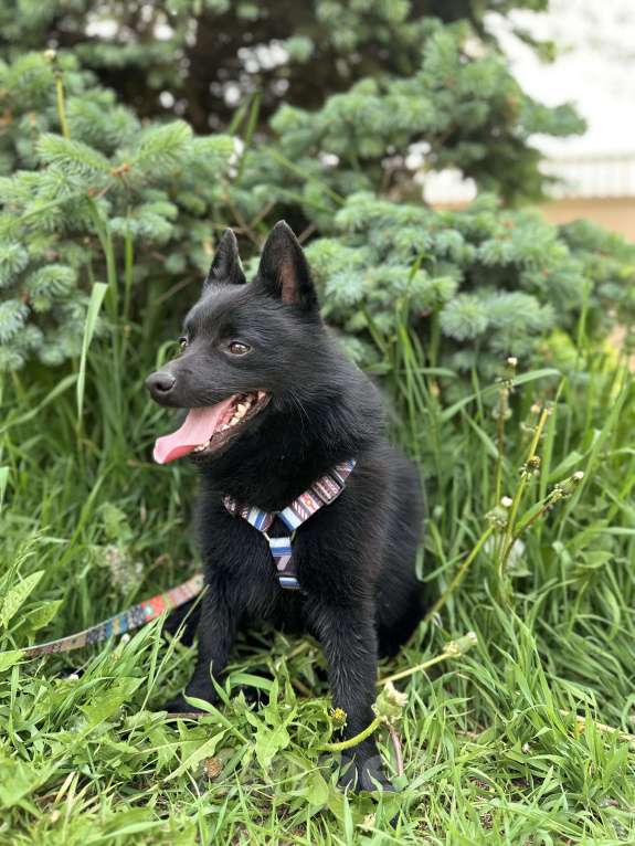Собаки в Хабаровске: Пропал кобель шипперке  Мальчик, 5 000 руб. - фото 2