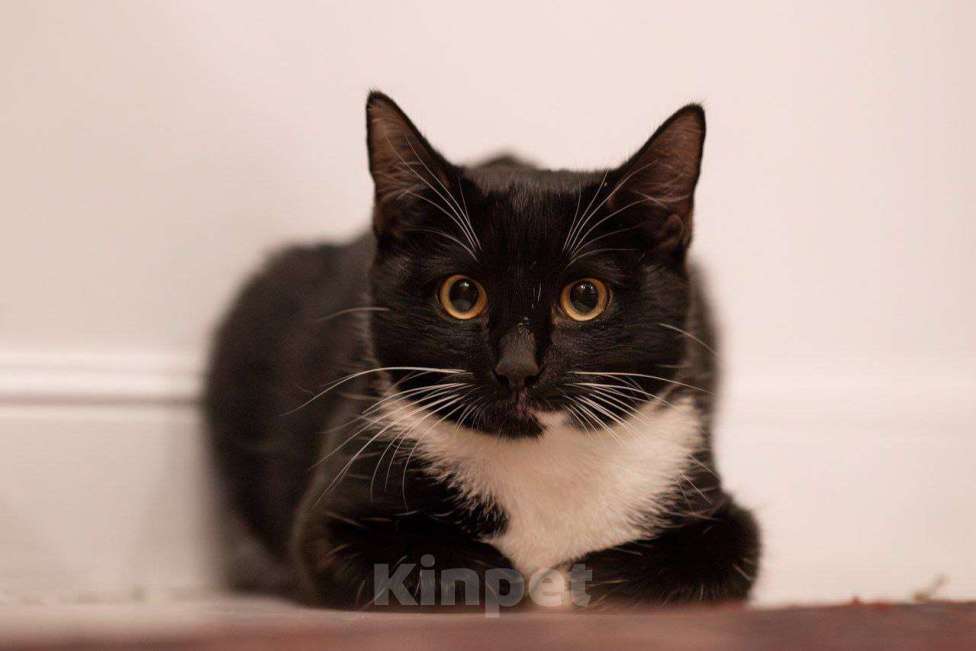 Кошки в Москве: Ксантиппа ищет своих людей Девочка, Бесплатно - фото 2