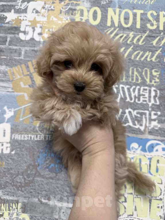 Собаки в Самаре: Девочка Мальтипу Девочка, 130 000 руб. - фото 3