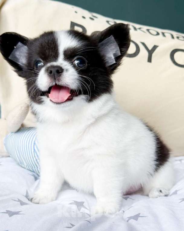 Собаки в Москве: Красавчик мальчик  Мальчик, 50 000 руб. - фото 2