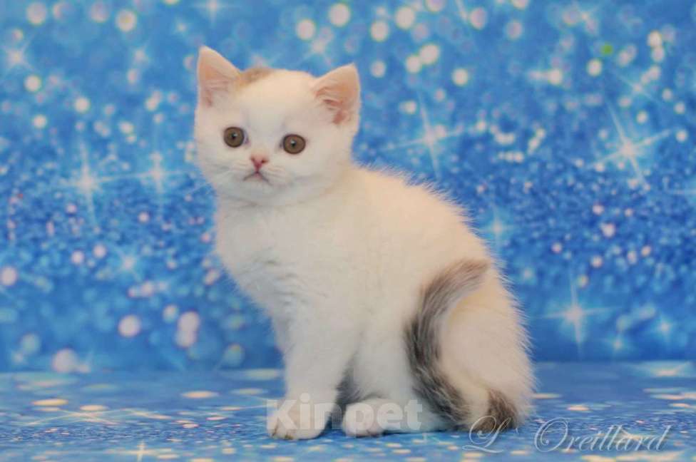 Кошки в Ярославле: Шотландский короткошерстный мальчик Мальчик, 30 000 руб. - фото 2