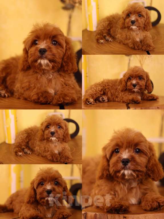 Собаки в Нижнем Новгороде: Кавапу f1 Ник Мальчик, Бесплатно - фото 2