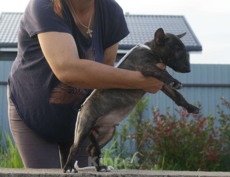 Собаки в Всеволожске: ММ НУРЛАН ЗАВОЕВАТЕЛЬ  Мальчик, Бесплатно - фото 7