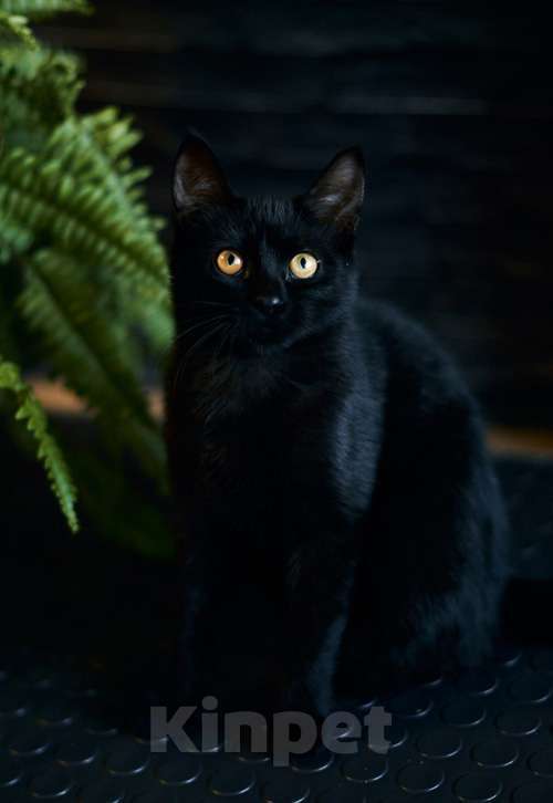 Кошки в Москве: Активные бесстрашные черные котята-мальчики в добрые руки Мальчик, 10 руб. - фото 6