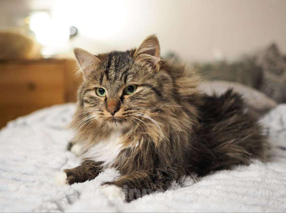 Кошки в Москве: котенок Мохер ищет дом Мальчик, Бесплатно - фото 4