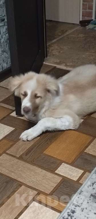 Собаки в Самаре: Отдам в добрые руки Мальчик, Бесплатно - фото 1