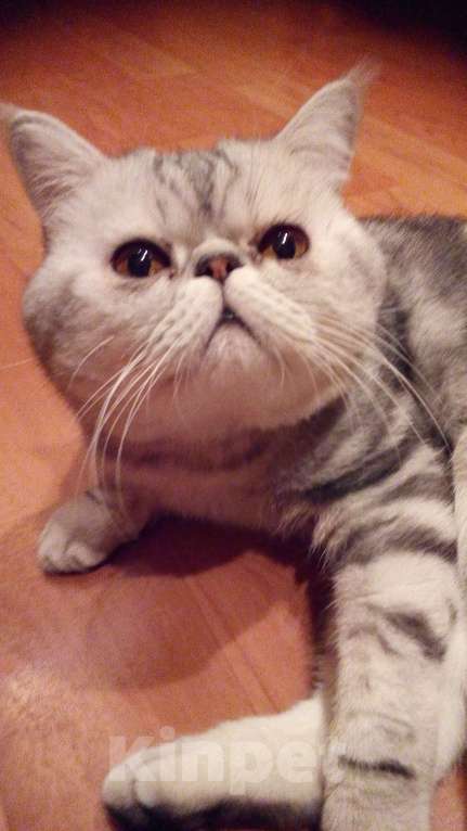 Кошки в Санкт-Петербурге: Элитный кот Мальчик, 4 000 руб. - фото 4