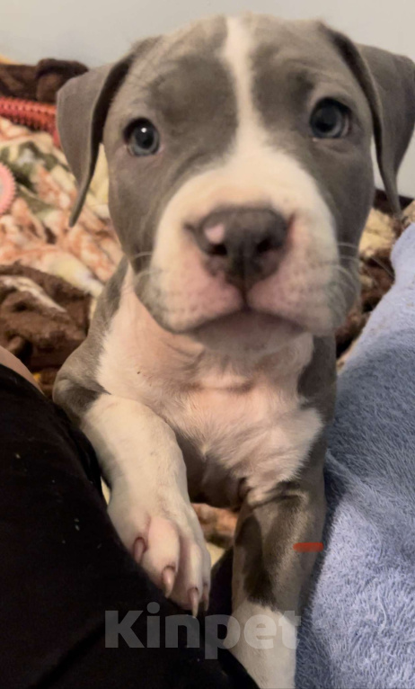 Собаки в Балашихе: Снежинка Девочка, Бесплатно - фото 1