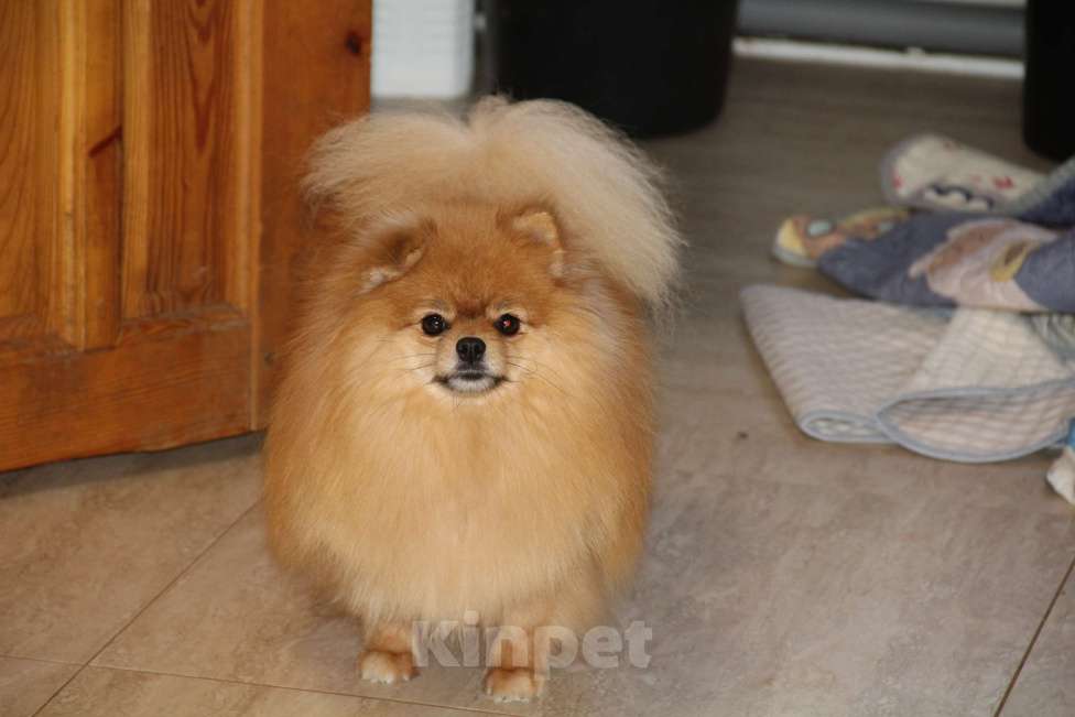 Собаки в Раменском: Девочка шпица Вета Девочка, 15 000 руб. - фото 1