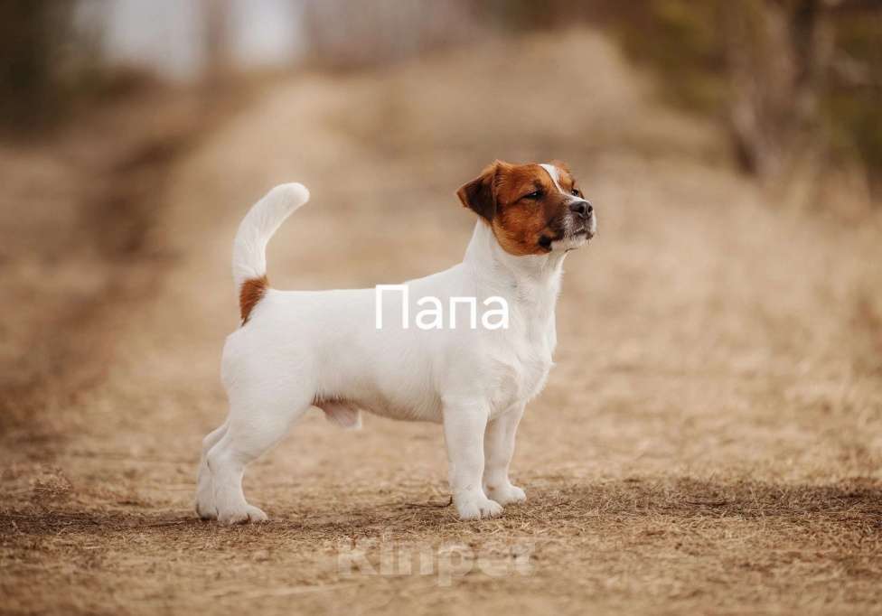 Собаки в Архангельске: Джек -Рассел -Терьер Мальчик, Бесплатно - фото 2