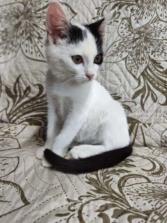 Кошки в Одинцово: котята и кошки приюта в поисках дома Мальчик, Бесплатно - фото 3