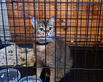 Кошки в Москве: кошка Кася в добрые руки Девочка, Бесплатно - фото 7