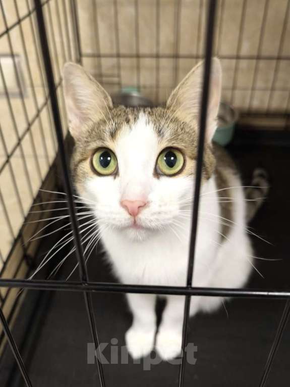 Кошки в Москве: Не с первого раза, увы.  Мальчик, Бесплатно - фото 4