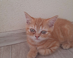Кошки в Краснодаре: Отдам котенка Мальчик, 100 руб. - фото 3