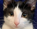 Кошки в Москве: Черно-белый котенок девочка Шанти, 4 месяца Девочка, Бесплатно - фото 1