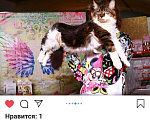 Кошки в Оленегорске: Мейн кун котик, 18 000 руб. - фото 7