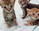 Кошки в Красногорске: Милые котята в добрые руки Девочка, Бесплатно - фото 1