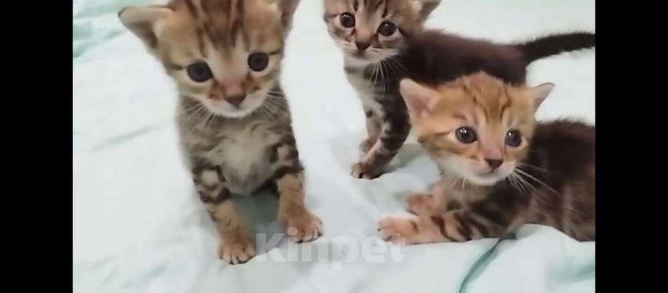 Кошки в Красногорске: Милые котята в добрые руки Девочка, Бесплатно - фото 1