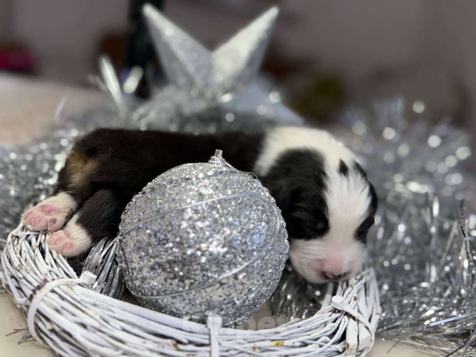 Собаки в других городах Московской области: Зеро, красивый триколор  Мальчик, 100 000 руб. - фото 1