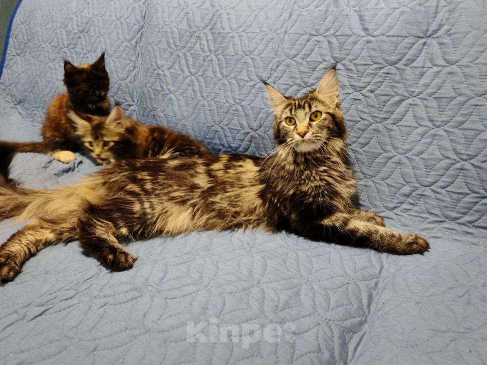 Кошки в других городах Воронежской области: Малышка 1 Девочка, 7 000 руб. - фото 6