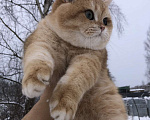 Кошки в других городах Московской области: Британский золотой мальчик  Мальчик, 20 000 руб. - фото 4