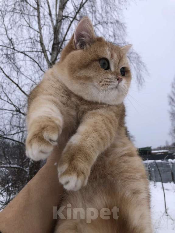 Кошки в других городах Московской области: Британский золотой мальчик  Мальчик, 20 000 руб. - фото 4