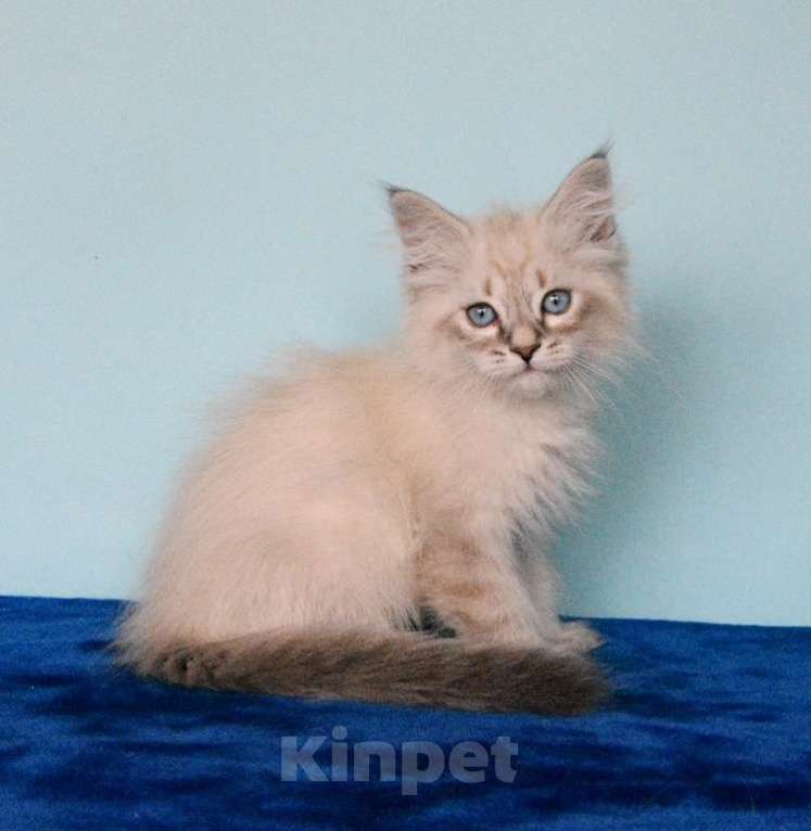 Кошки в Москве: Синеглазый котик Мальчик, Бесплатно - фото 4