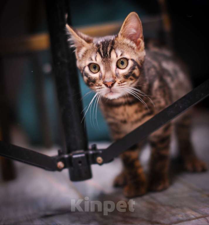 Кошки в Москве: Бенгальский котенок алк ф3 Мальчик, 35 000 руб. - фото 8