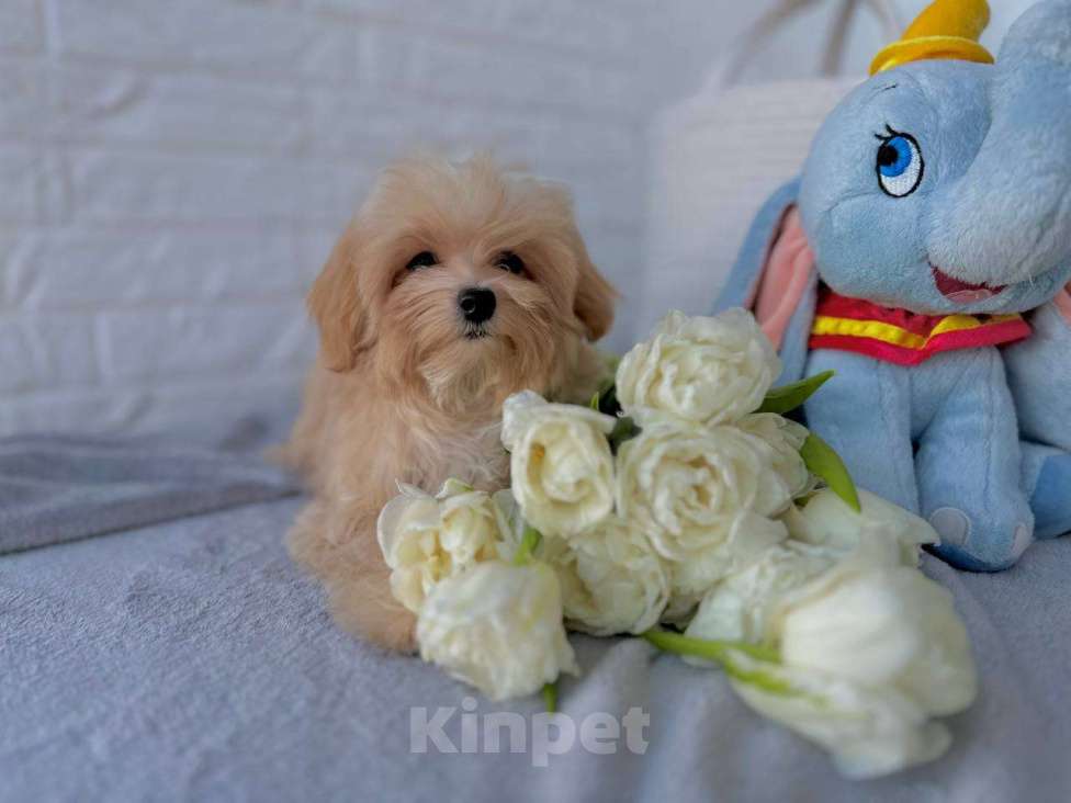 Собаки в Калининграде: Мальтипу девочка мини Девочка, 80 000 руб. - фото 5