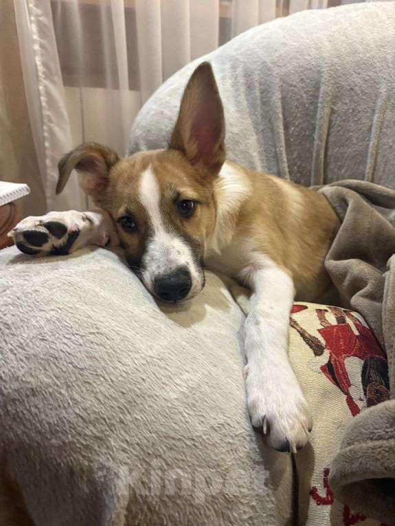 Собаки в Щелково: Балта якутенок в добрые руки Девочка, Бесплатно - фото 6