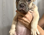 Собаки в Нижнем Новгороде: Французский бульдог щенок мальчик Мальчик, 50 000 руб. - фото 3