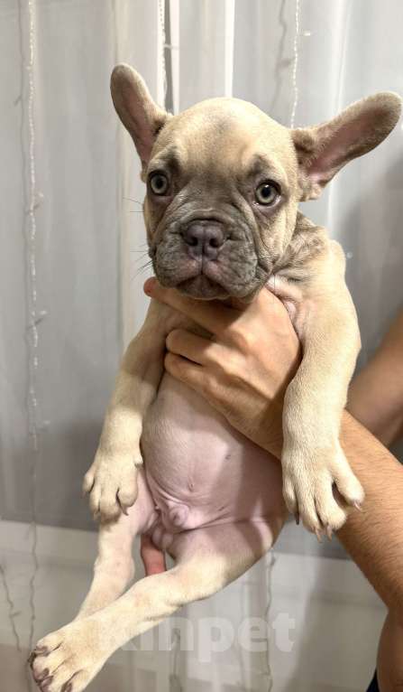 Собаки в Нижнем Новгороде: Французский бульдог щенок мальчик Мальчик, 50 000 руб. - фото 3