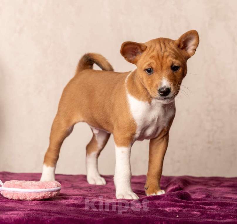 Собаки в Санкт-Петербурге: Щенок басенджи Мальчик, Бесплатно - фото 8