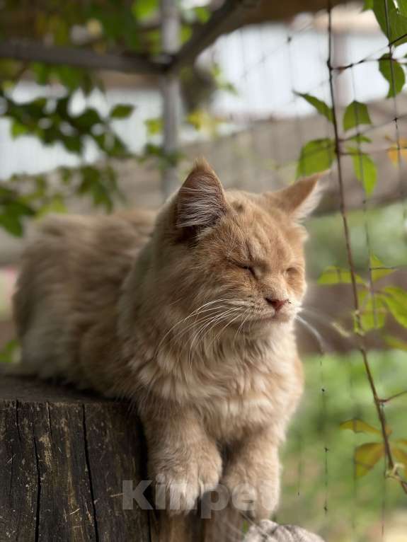 Кошки в Дмитрове: Кошечка мейн-кун Девочка, Бесплатно - фото 3
