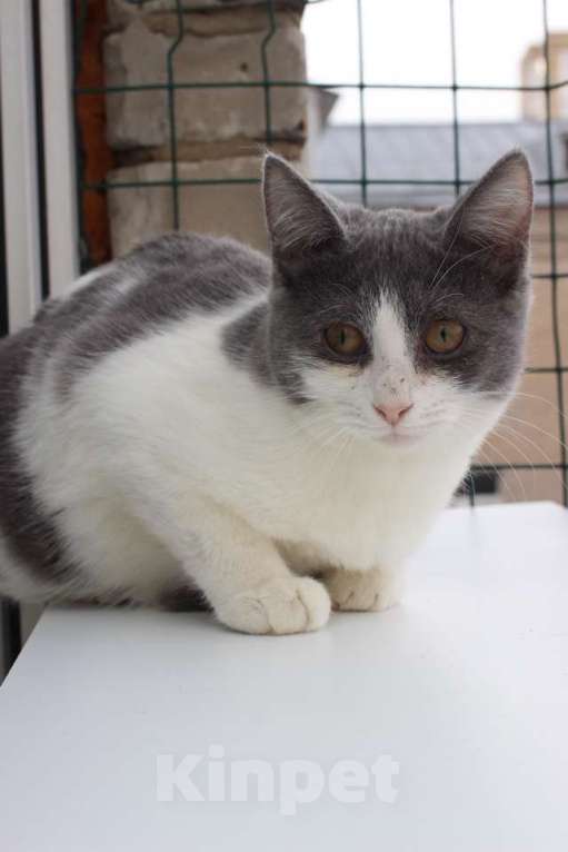 Кошки в Москве: Ласковая 6 мес кошечка Кася ищет семью! Девочка, Бесплатно - фото 5