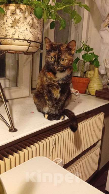 Кошки в Москве: Бусинка в добрые руки Девочка, Бесплатно - фото 8