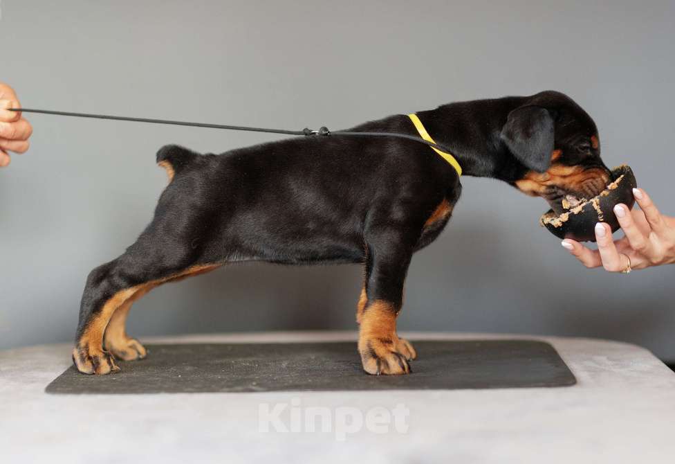 Собаки в Москве: Щенки добермана Девочка, 110 000 руб. - фото 3