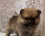 Собаки в Челябинске: Щенки померанского шпица  Девочка, 30 000 руб. - фото 1