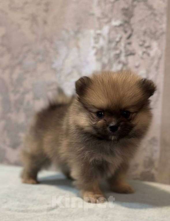 Собаки в Челябинске: Щенки померанского шпица  Девочка, 30 000 руб. - фото 1