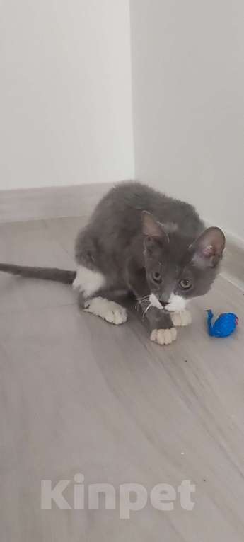 Кошки в Екатеринбурге: Котёнок донской сфинкс  Мальчик, Бесплатно - фото 4